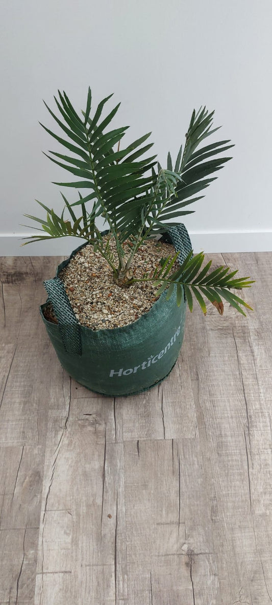 Encephalartos dyerianus