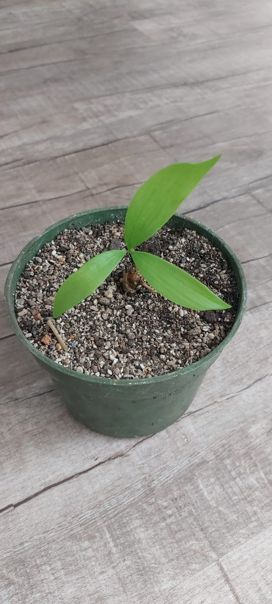 Ceratozamia mexicana