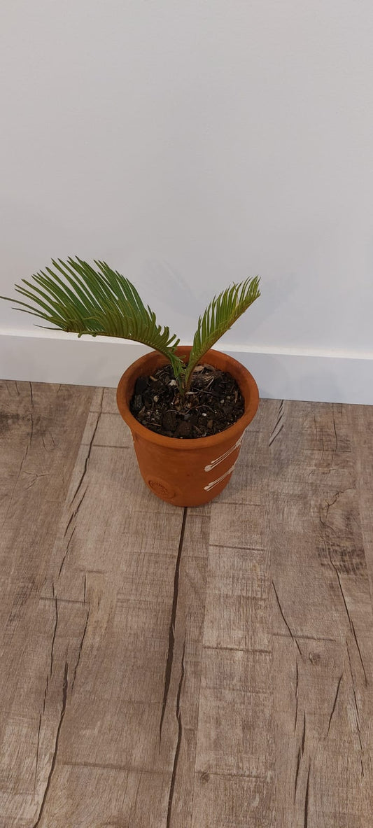 Cycas revoluta - Small (Clay pot included)