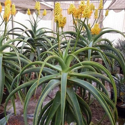 Aloe Thraskii | Dune Aloe