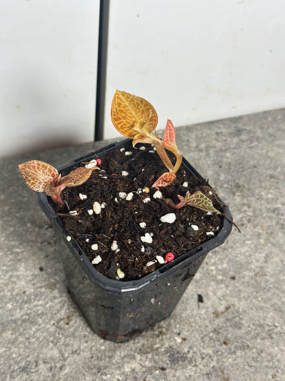 Multi-planted Jewel Orchids