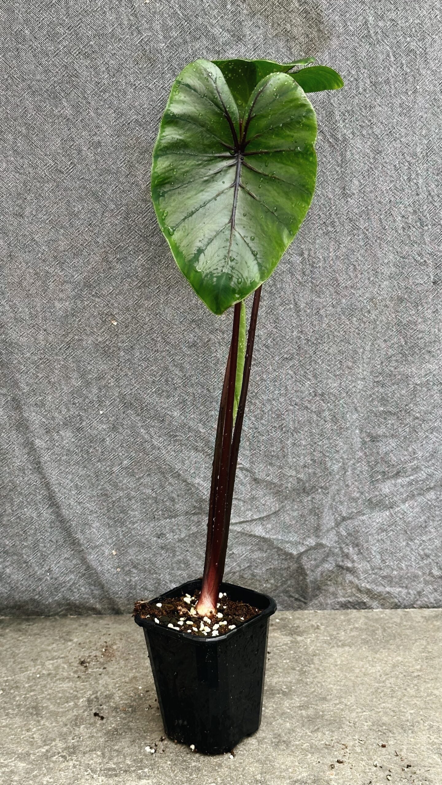Colocasia Pharaoh's Mask