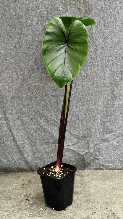 Colocasia Pharaoh's Mask