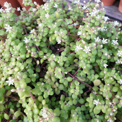 Crassula Expansa subsp. Fragilis