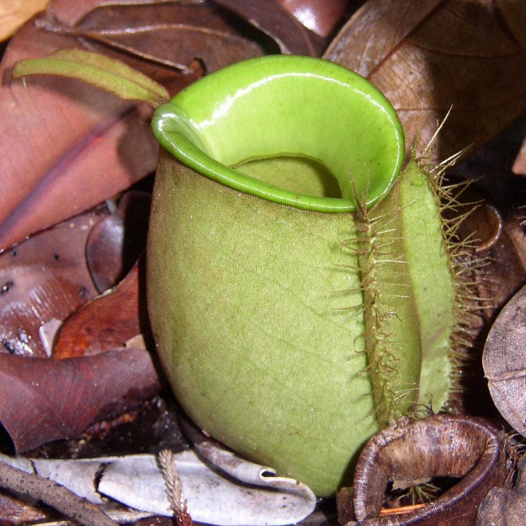 Nepenthes ampullaria 'Green Form' - Lowland Tropical Pitcher Plant