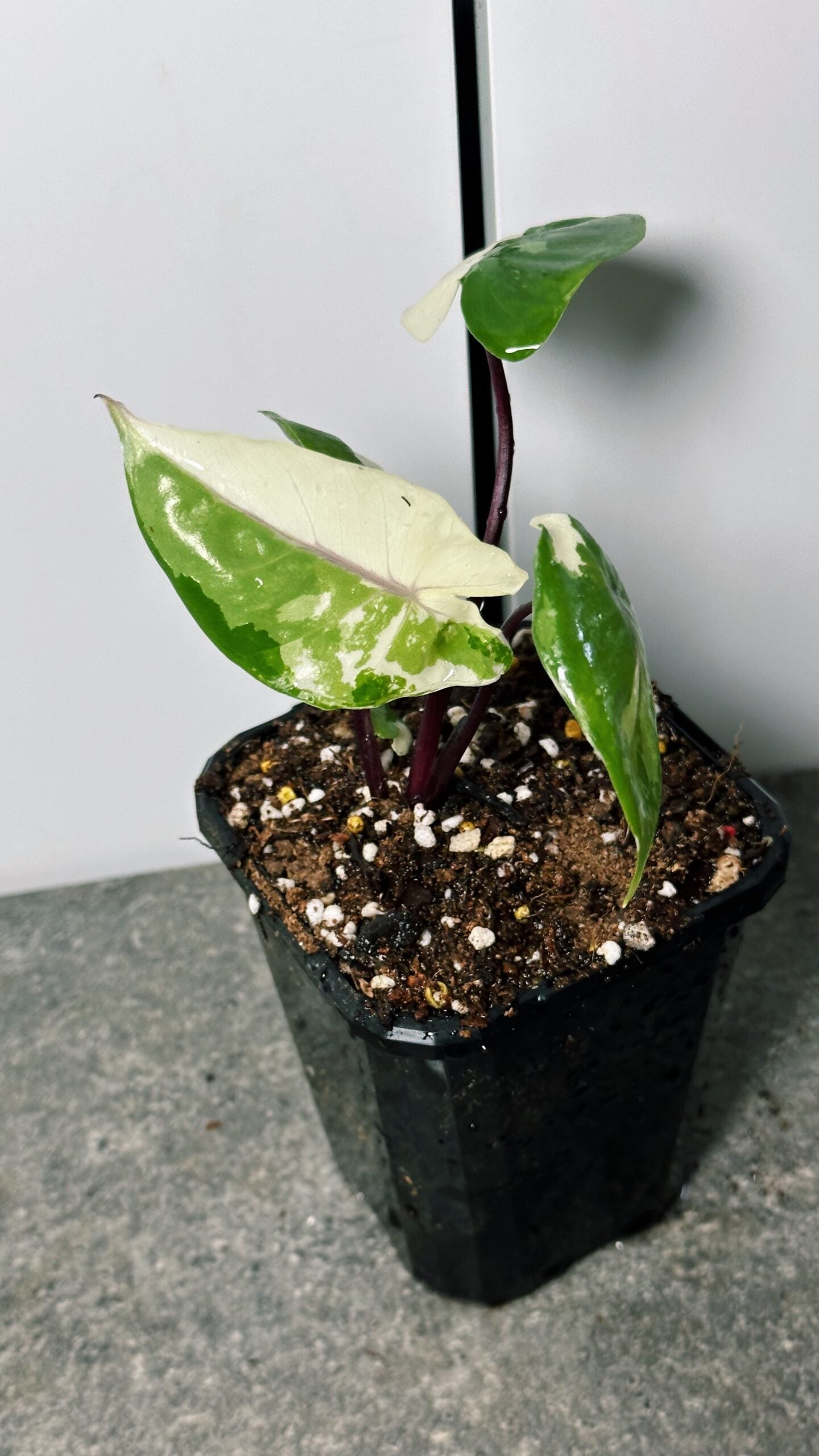 Alocasia Black Stem Variegated