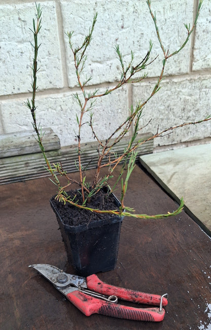 Coprosma acerosa 'Red Rocks'