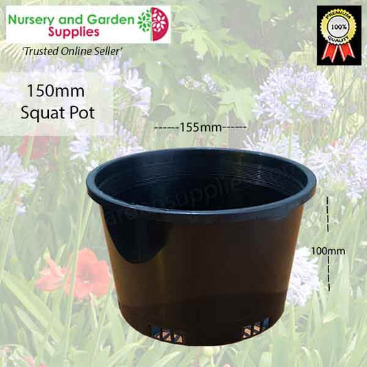 150mm Orchid Squat Pot