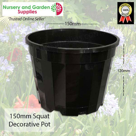 150mm Squat Pot Decorative