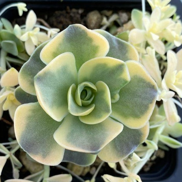 Orostachys Iwarenge Var. Beohmeri | Variegated Dunce Cap