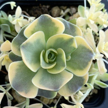 Orostachys Iwarenge Var. Beohmeri | Variegated Dunce Cap