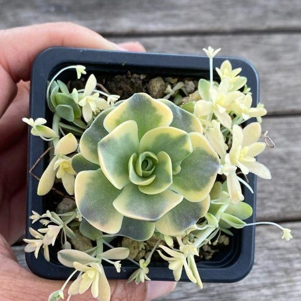 Orostachys Iwarenge Var. Beohmeri | Variegated Dunce Cap