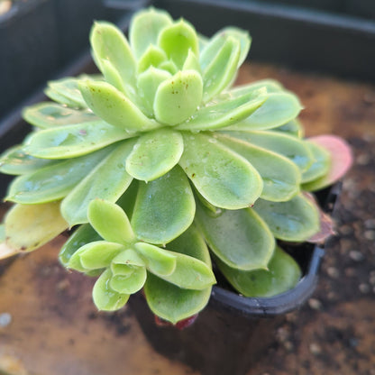 Echeveria Green Rose