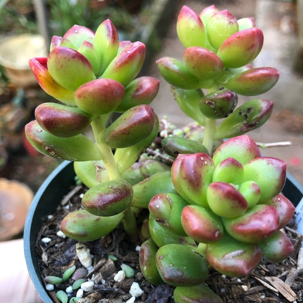 Sedum Lucidum Obesum | Giant Jelly Bean