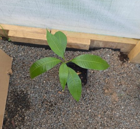 Mango Seedling (Small) Indian 'Kesar' Variety