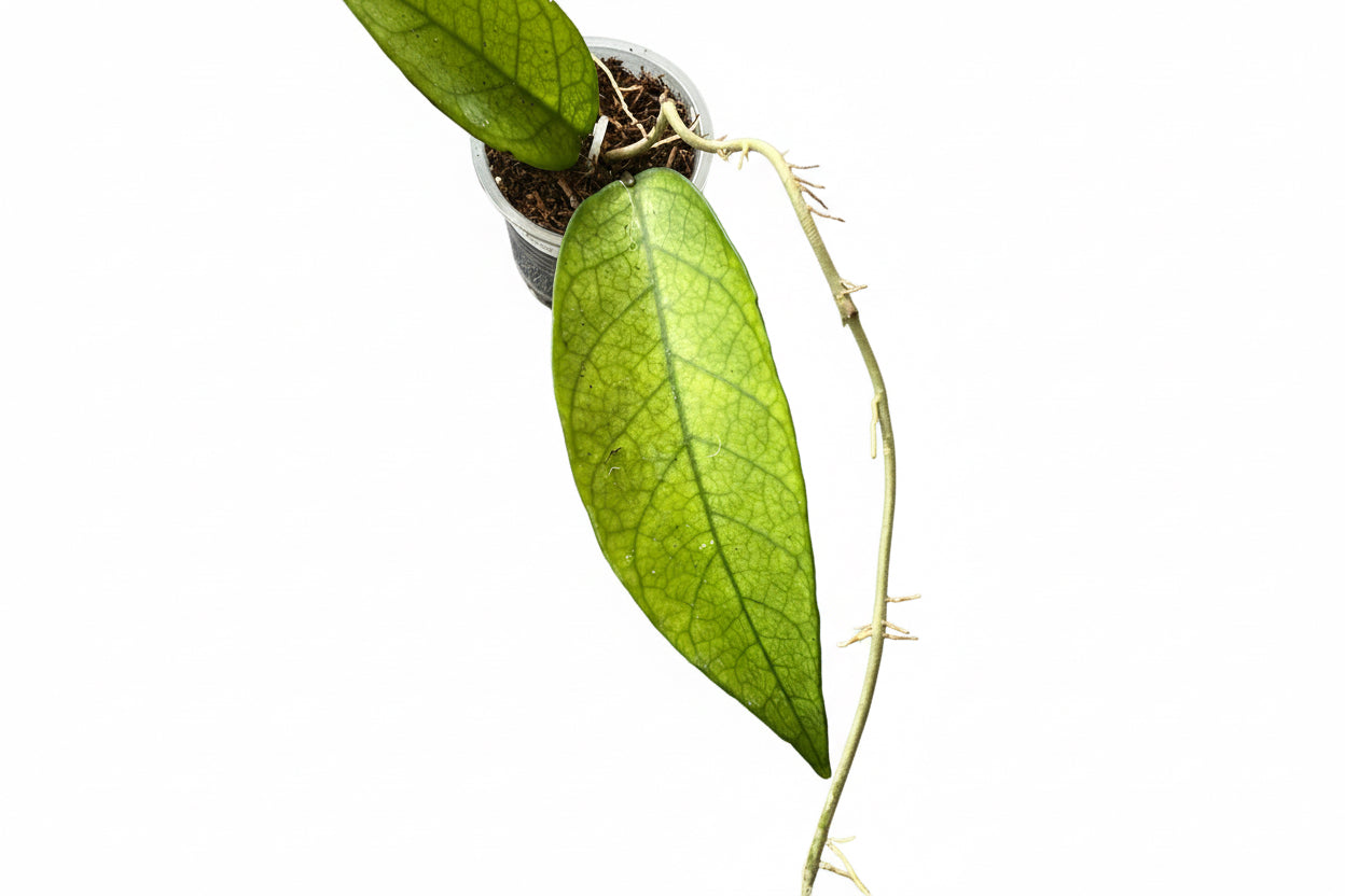 Hoya sp. Lai Chau (Long leaves) Very Rare