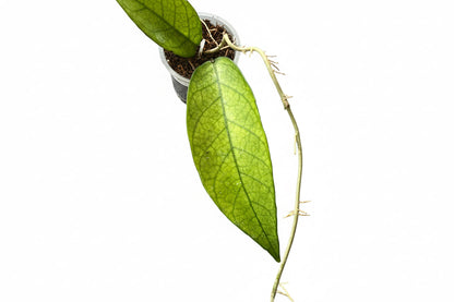 Hoya sp. Lai Chau (Long leaves) Very Rare