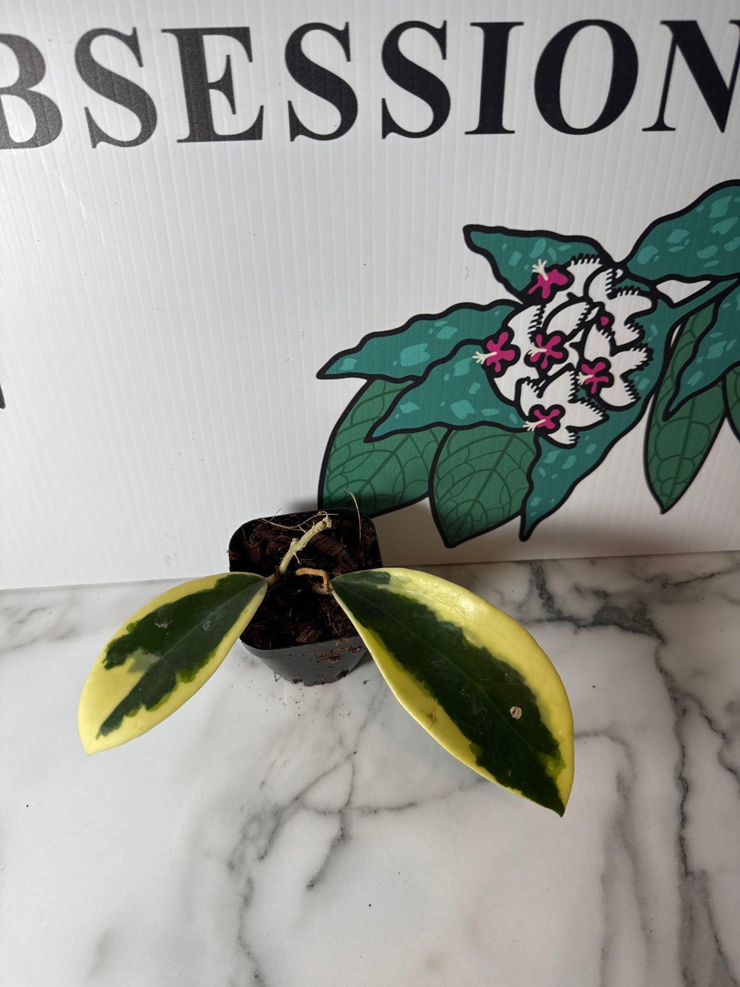 Hoya verticillata ‘Suet Jade’ (Outer variegated),  (aka sp. Yangzhi), Very Rare