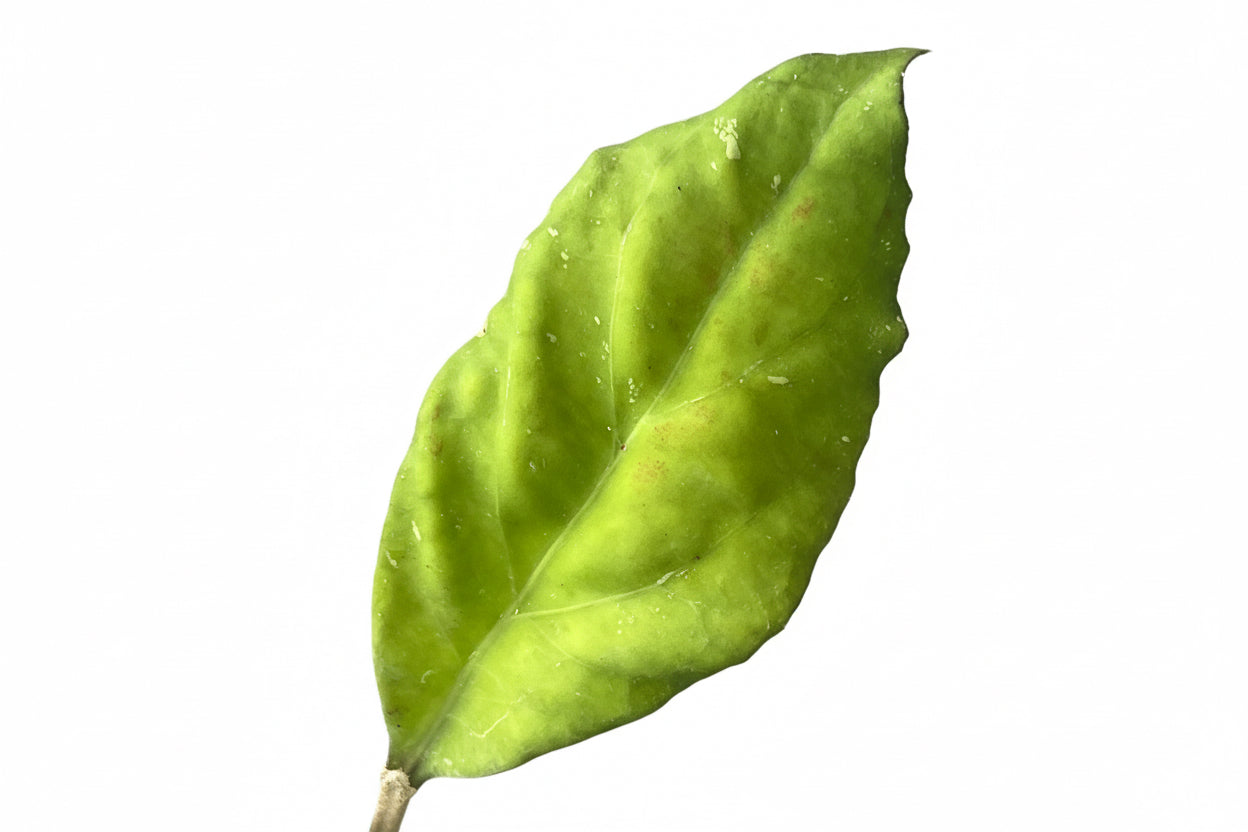 Hoya  priktai, Extremely Rare
