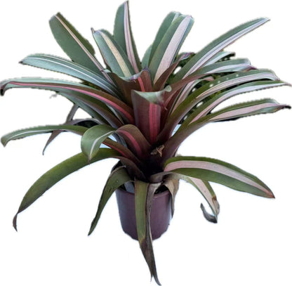 Bromeliad vriesea highway beauty