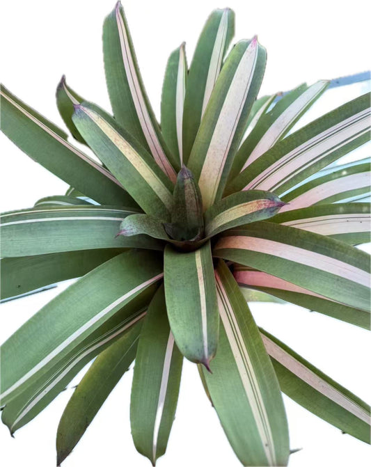 Bromeliad vriesea highway beauty