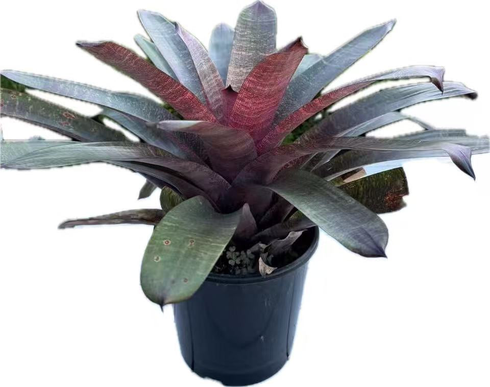 Bromeliad Vriesea Solar Jewel Hybrid