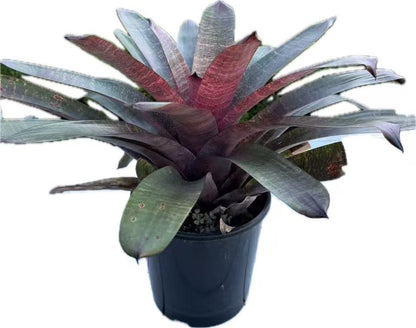 Bromeliad Vriesea Solar Jewel Hybrid