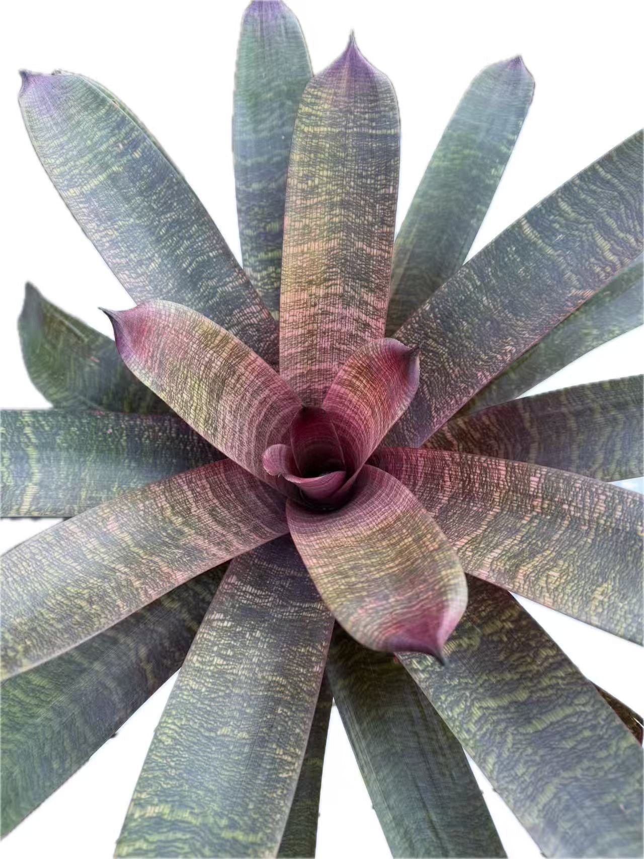 Bromeliad Vriesea Solar Jewel Hybrid