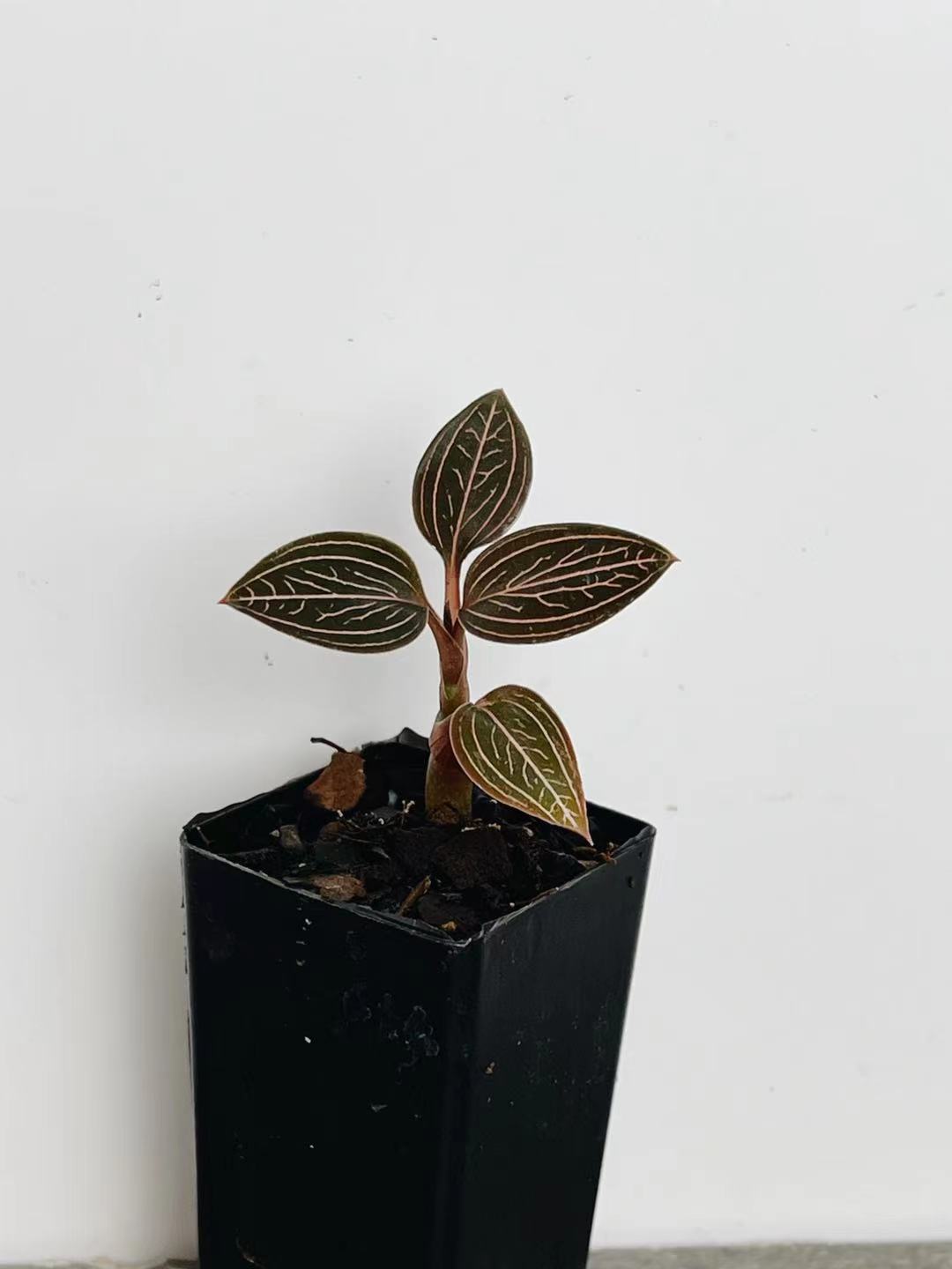 Ludisia 'Spiderman'