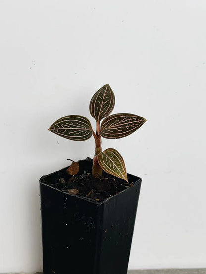 Ludisia 'Spiderman'