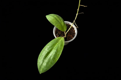Hoya sp. AH ‘Mei Lin’, Very Rare
