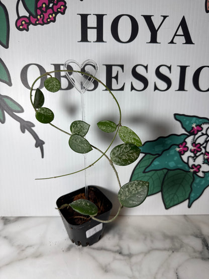 Hoya ‘Mathilde’ (High Splash) - Small plants