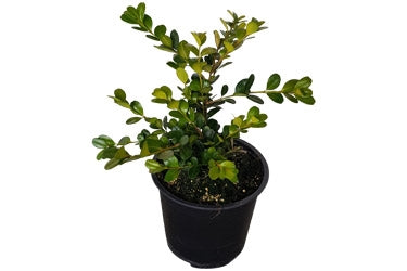Buxus 'Green Gem'
