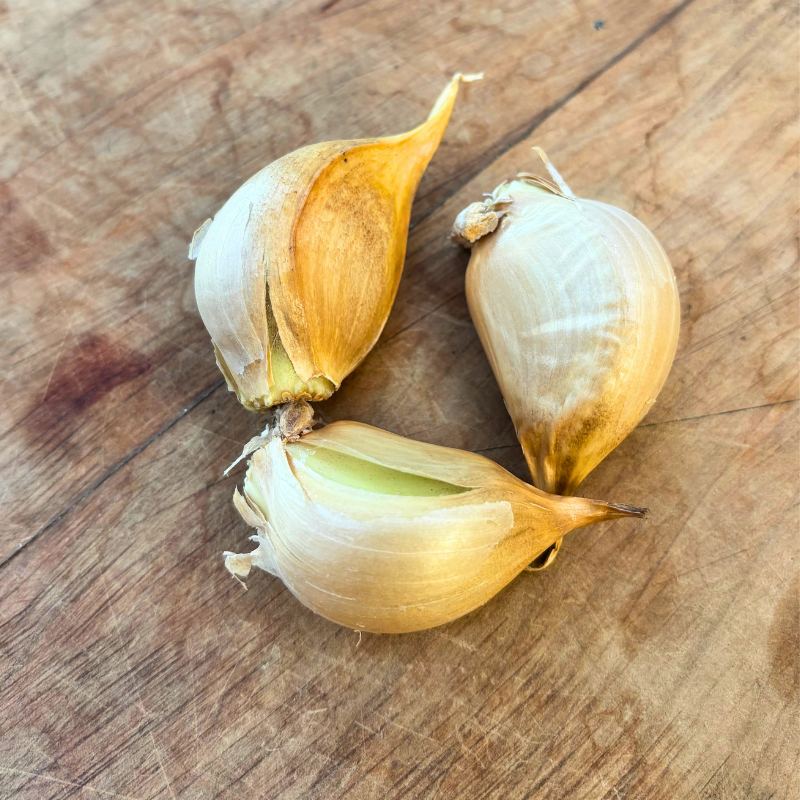 Elephant Garlic