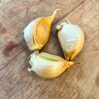 Elephant Garlic