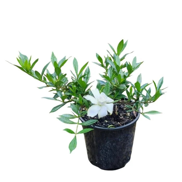 Gardenia augusta Radicans 2.5ltr