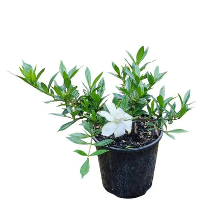 Gardenia augusta Radicans 2.5ltr