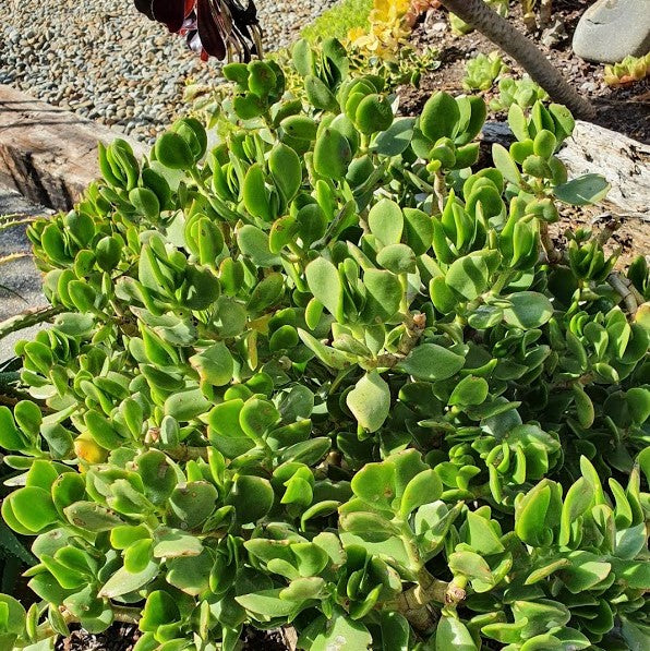 Crassula Ovata | Classic Jade Plant