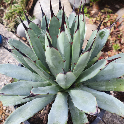 Agave Little Penguins