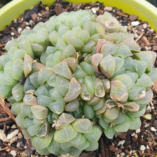 Haworthia Cooperi var. Pilifera