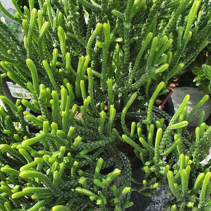 Crassula Muscosa | Watch Chain