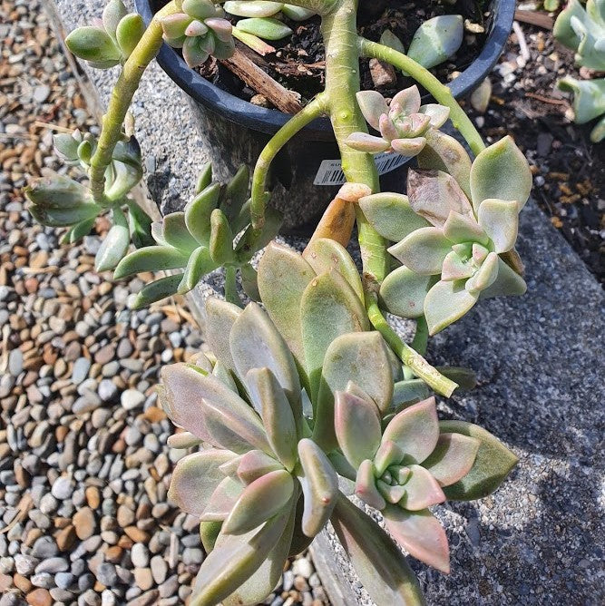 Graptopetalum Paraguayense | Ghost Plant