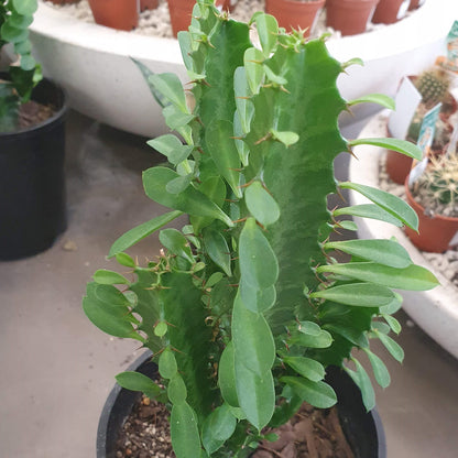 Euphorbia Trigona Green