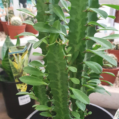 Euphorbia Trigona Green