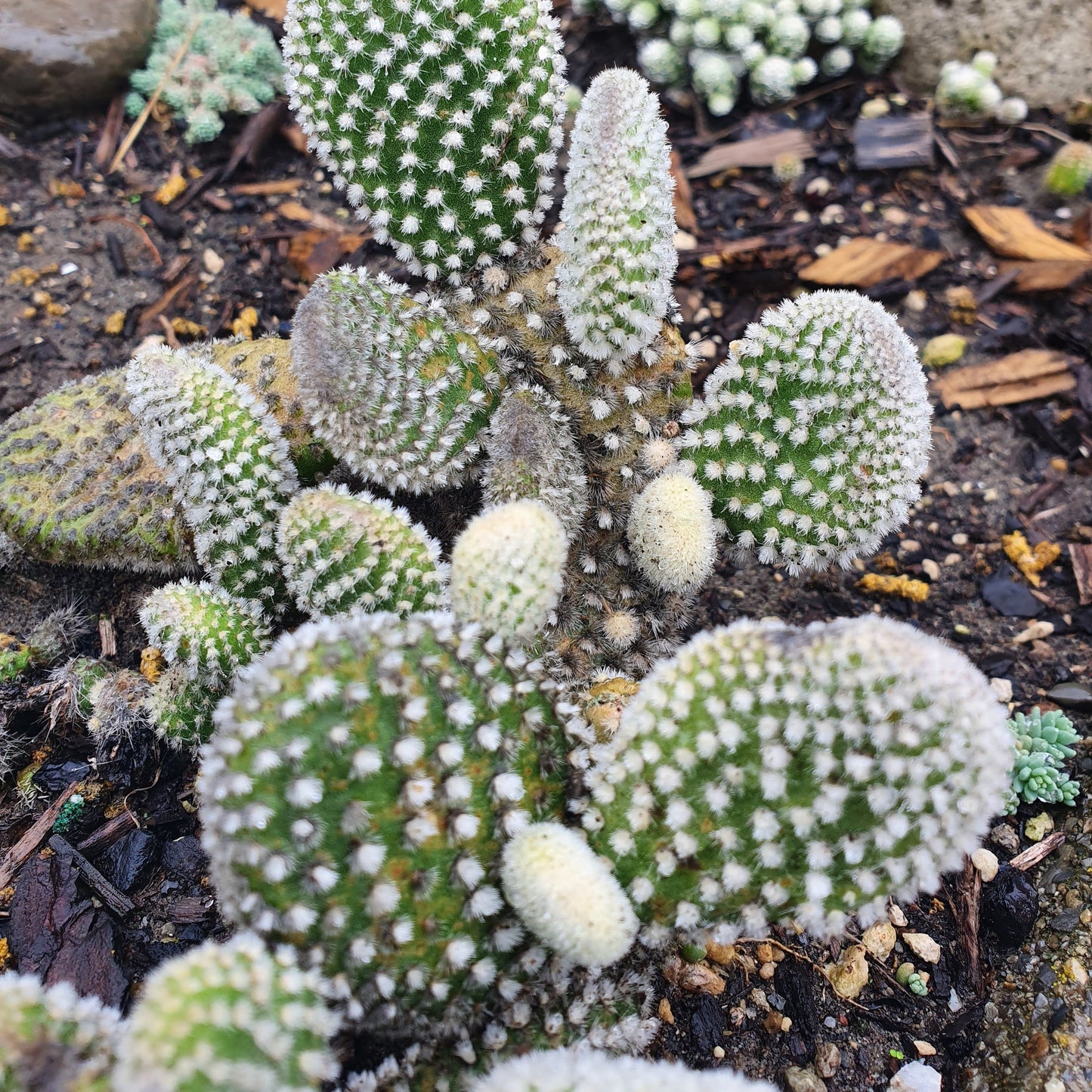 Opuntia Microdasys White | Bunny Ears Cactus