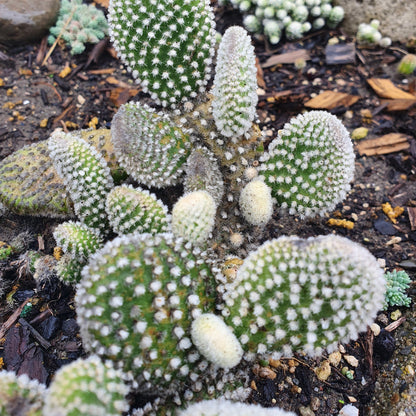 Opuntia Microdasys White | Bunny Ears Cactus