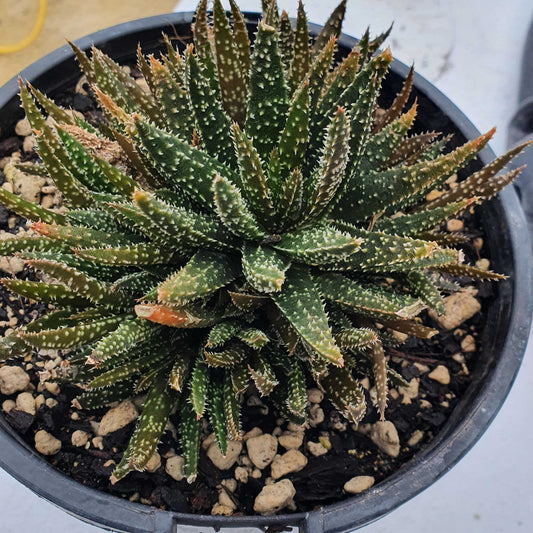 Aloe Twilight Zone