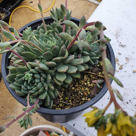 Echeveria Blue Elf | Happy Plant