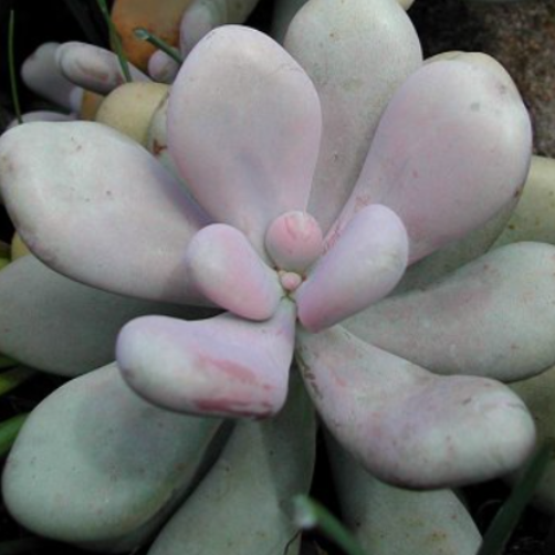 Pachyphytum Glutinicaule | Sticky Moonstones