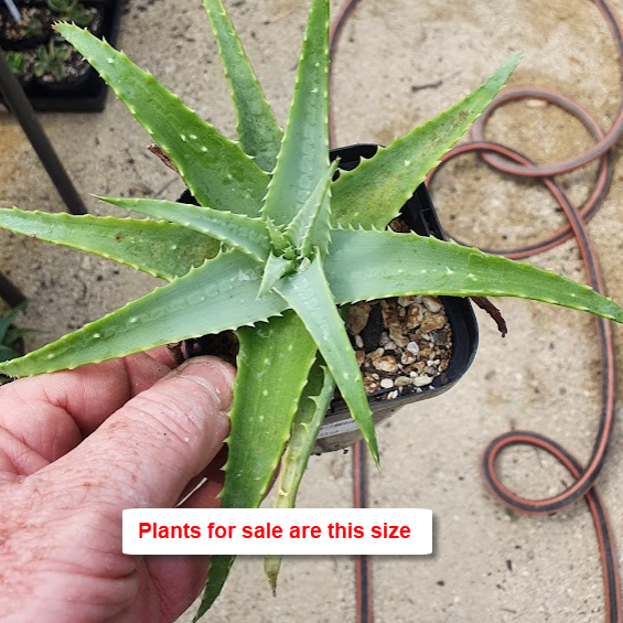 Aloe Andongensis